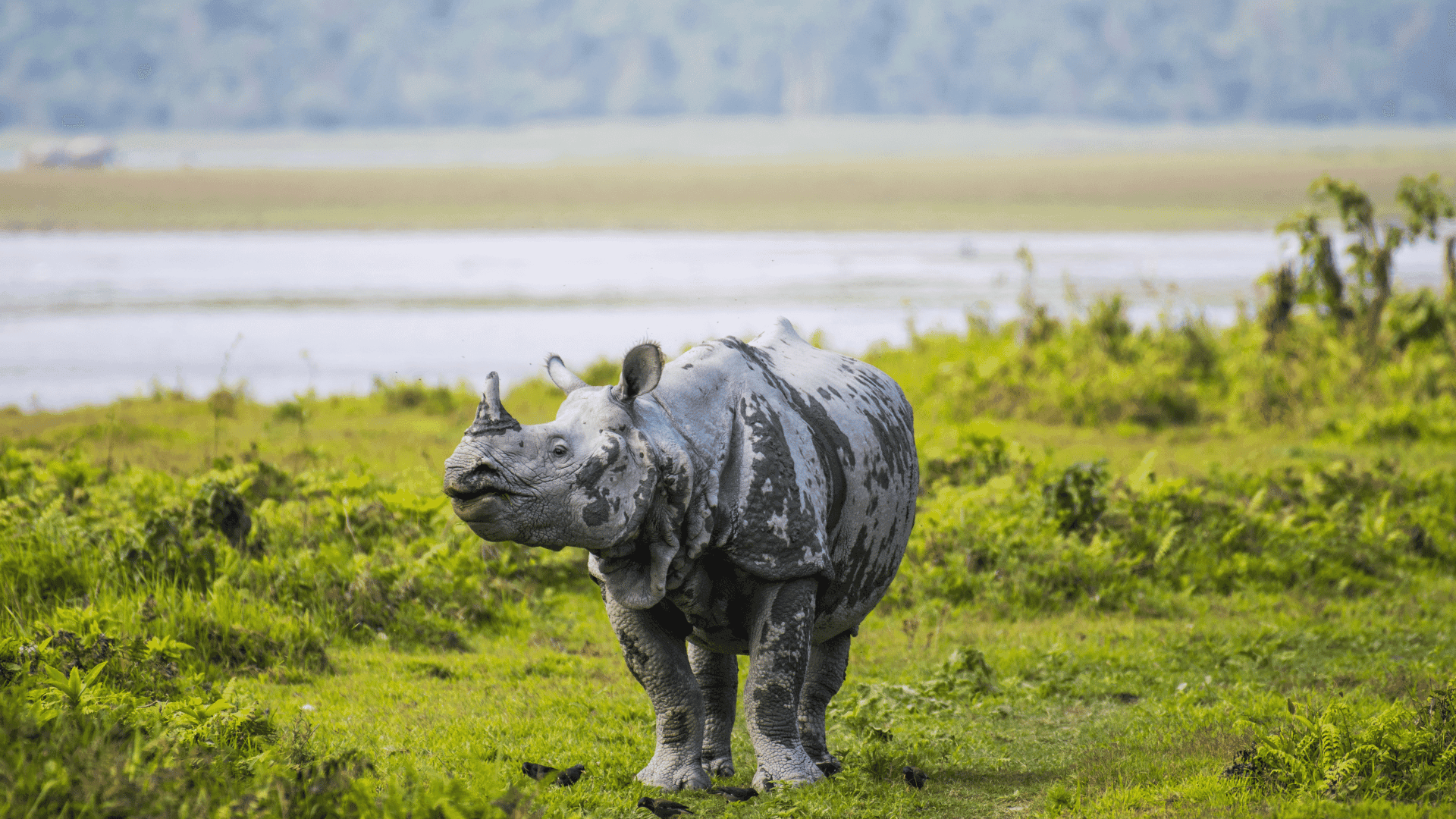North East (Kaziranga - Shillong - Cherrapunji)