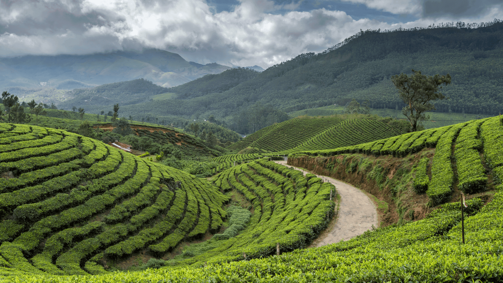 Kerala (Cochin - Munnar - Thekkady - Alleppey) 2