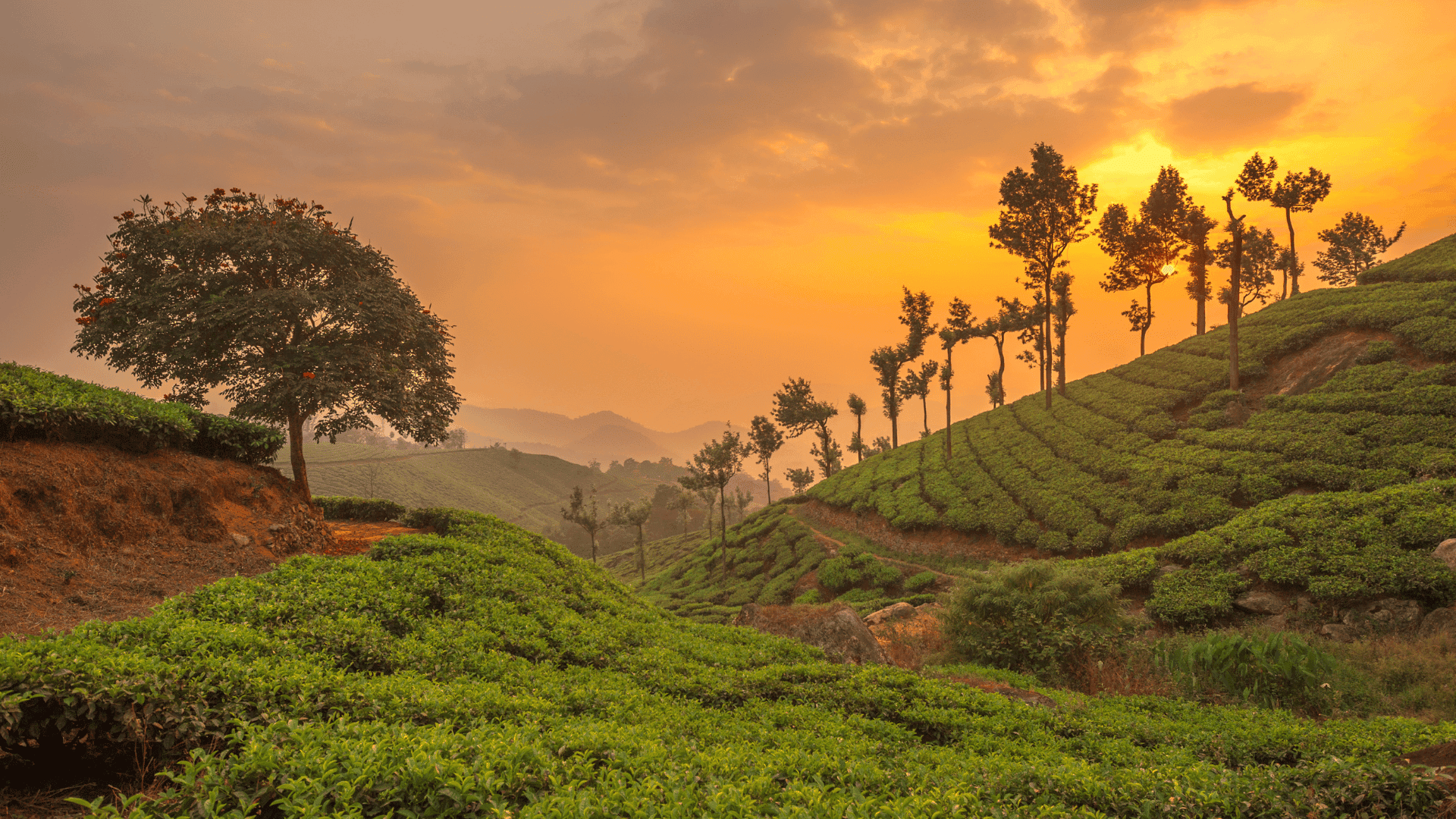 Kerala (Cochin - Munnar - Thekkady - Alleppey) 4